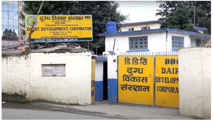 उखु किसानपछि दूध उत्पादक किसान पनि आन्दोलनमा, डीडीसी कार्यालयमा धर्ना दिने