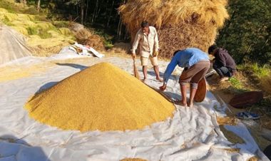 धान थन्क्याउन किसानलाई युवा जनशक्ति पाउनै मुस्किल