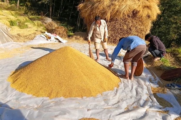 धान थन्क्याउन किसानलाई युवा जनशक्ति पाउनै मुस्किल